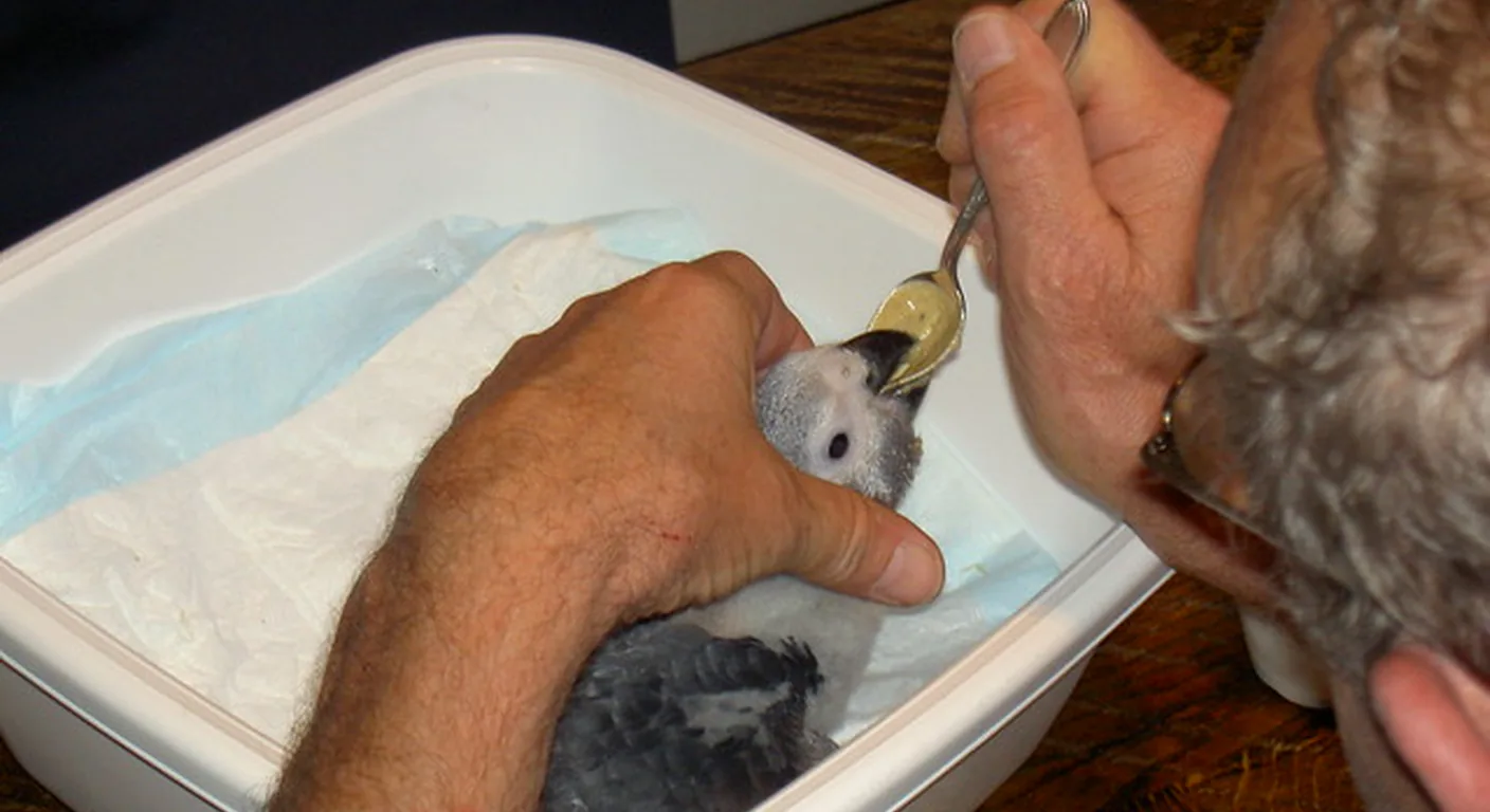 Spoon-feeding a baby African Grey chick by hand in our home — the daily hand-feeding that makes a grey hand-raised, not just hand-fed