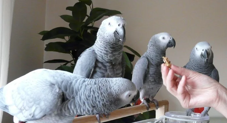 Four African Greys on a feeding perch, one reaching for a walnut in an outstretched hand