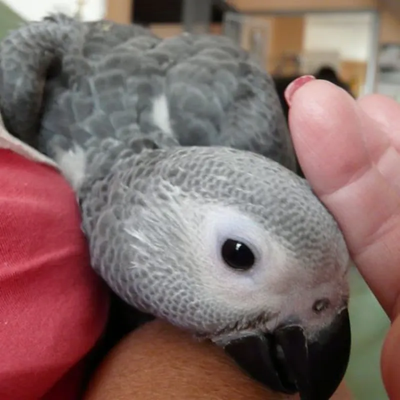 Amie as a three month old Congo chick cupped in a hand