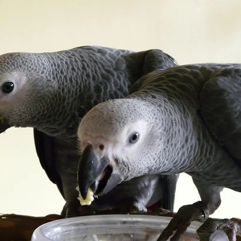 Jins and Jeni side by side over a shared bowl