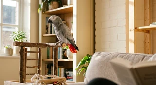 African Greys for sale near you, state by state