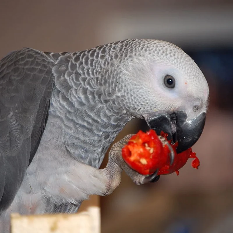 Amie working on a piece of red fruit in her cage