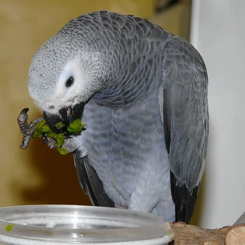 Bery working through fresh greens in her cage
