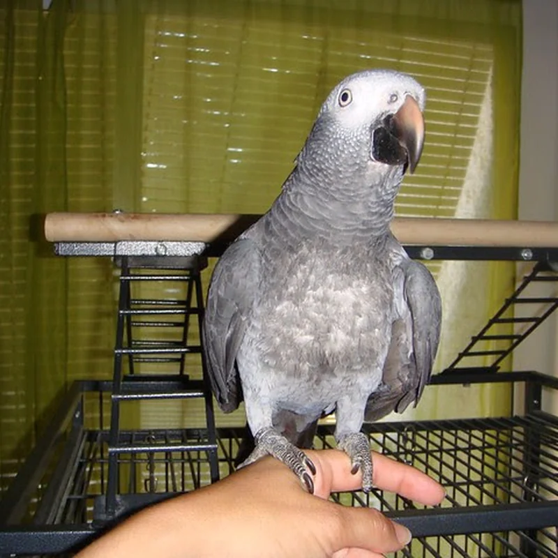 Elad the Timneh cock stepping onto a waiting hand
