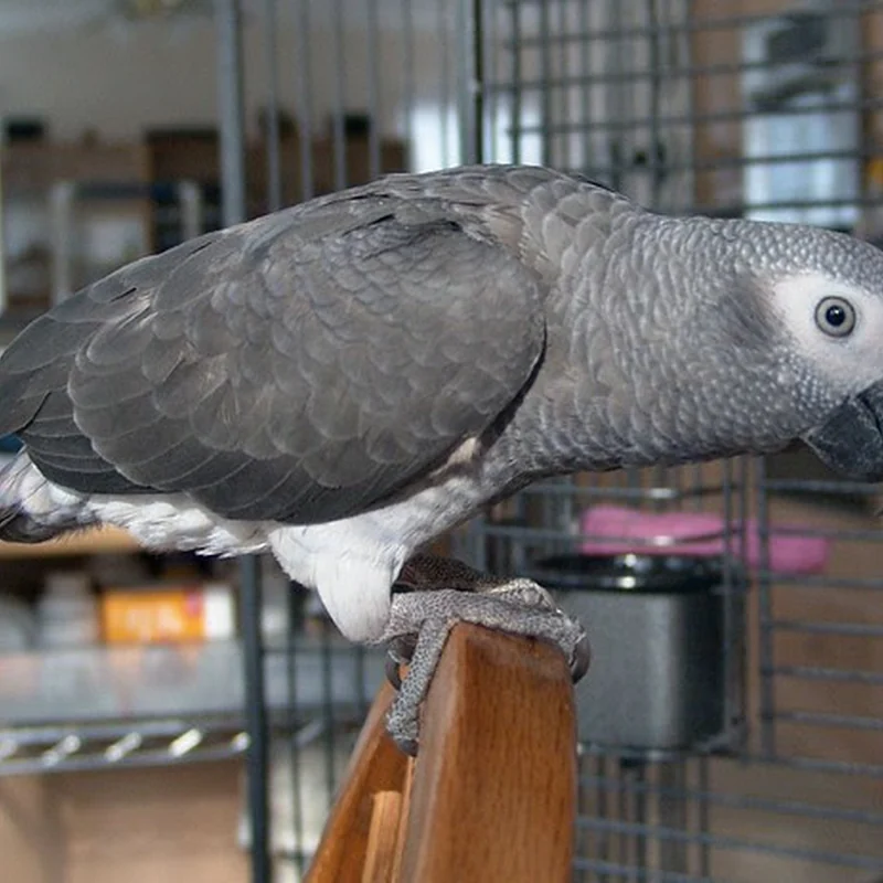 Evie the Timneh hen at the top of her cage perch