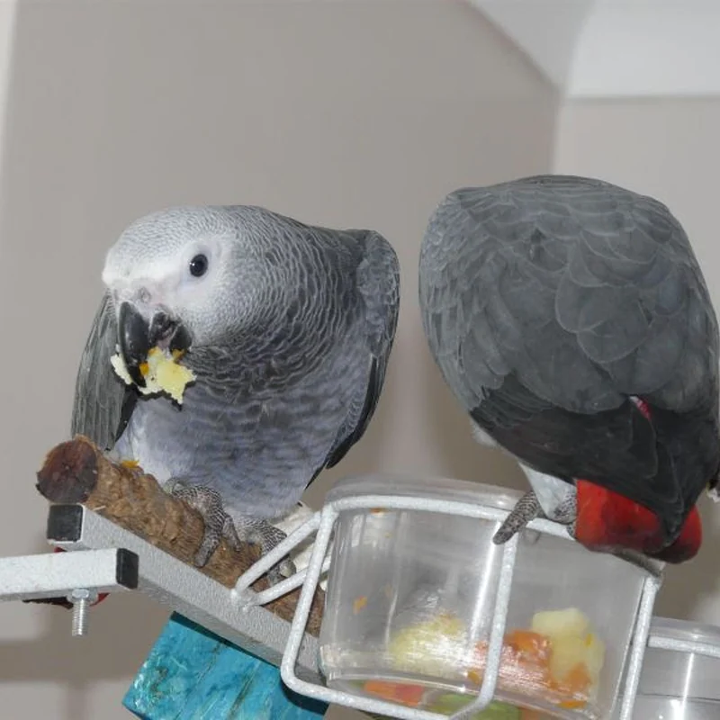 The companion pair sharing a bowl in the flight cage