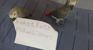 How African Grey breeders compare