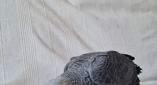 African Grey parrots for sale in Florida