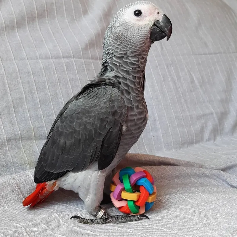 Roys upright and alert beside his rope toy