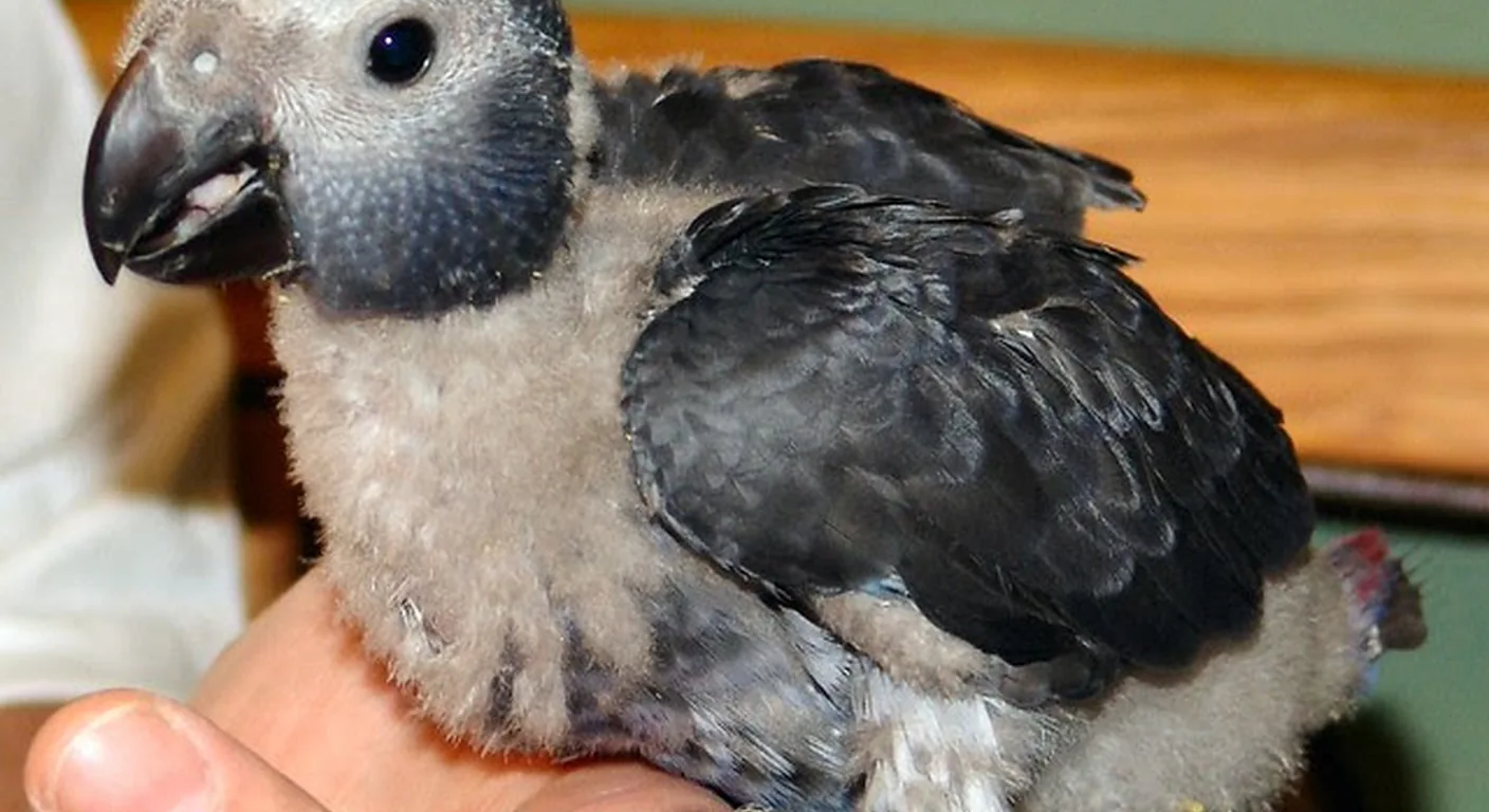 A Timneh chick resting on an open palm in the nursery