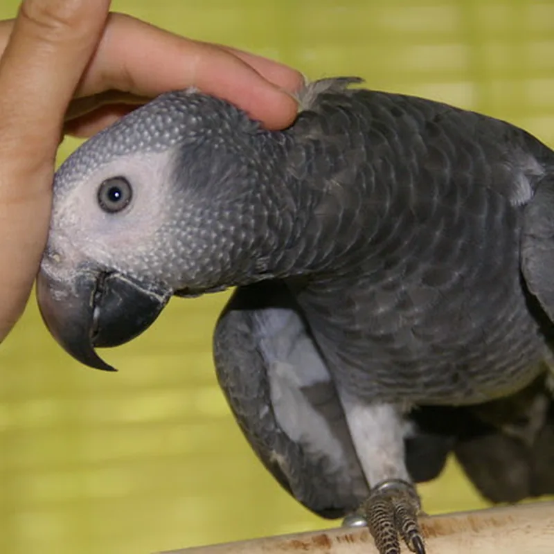 Elad, a maroon-tailed Timneh cock with his sexing certificate on file