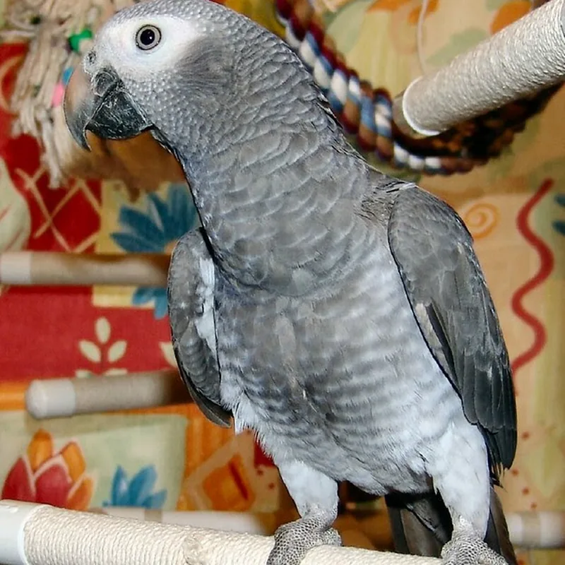 Evie, a Timneh hen whose sex was settled by a feather sample rather than a guess