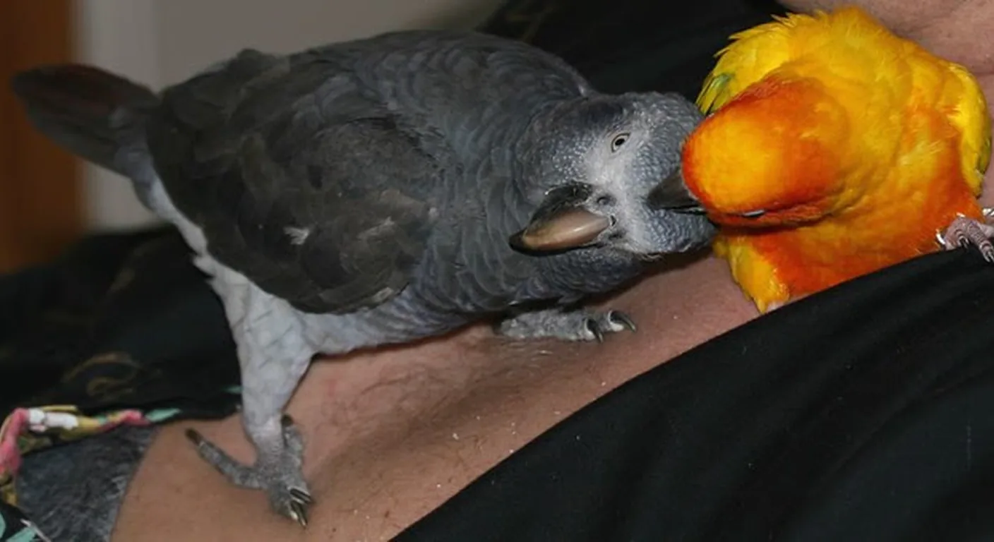 A C.A.Gs Timneh African Grey at home, socialized alongside the family's pet conure