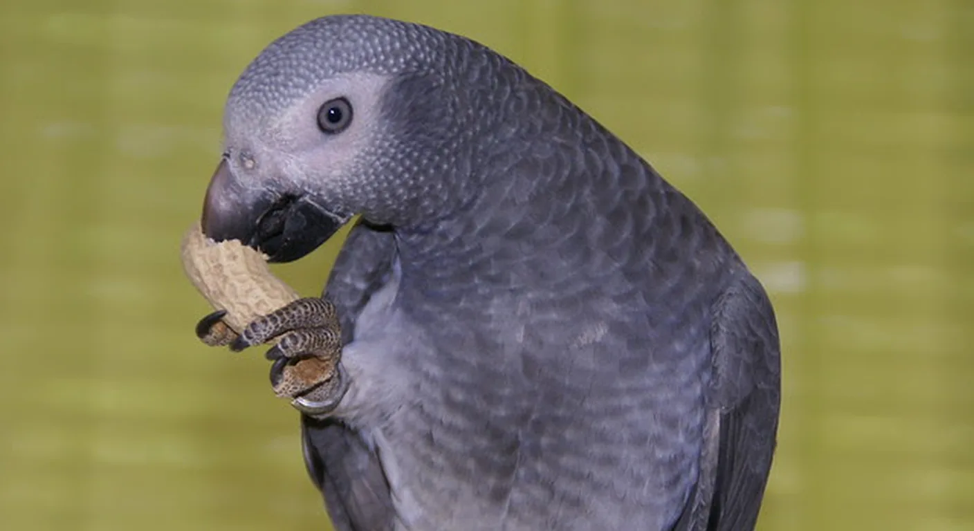 A Timneh African Grey holding and eating a peanut, part of the varied daily diet a grey needs