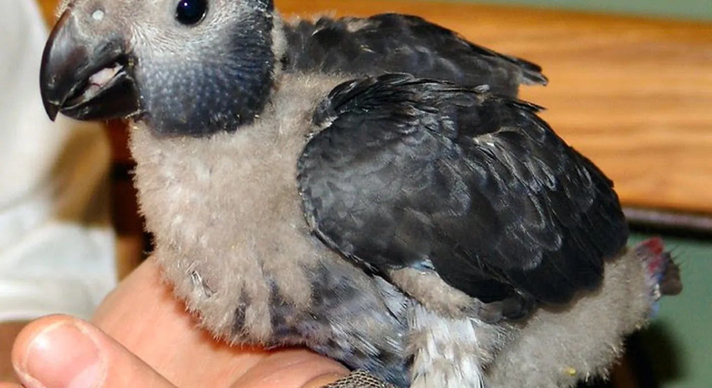 A young hand-raised Timneh African Grey baby, the kind that opens for reservation from our next clutch