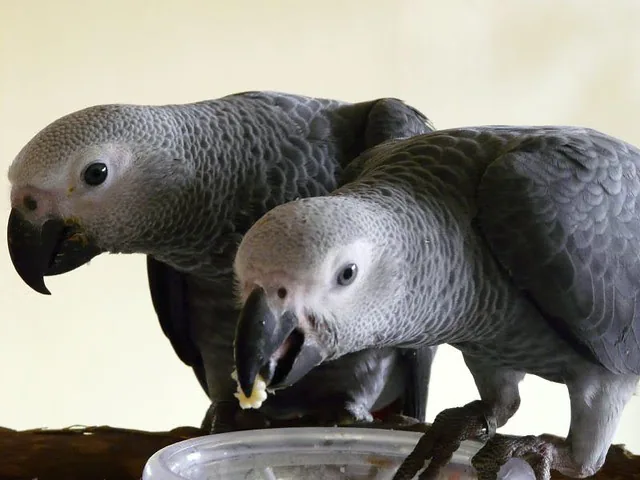 Jins and Jeni, a bonded talking Congo African Grey pair raised at the C.A.Gs aviary in Midland, Texas