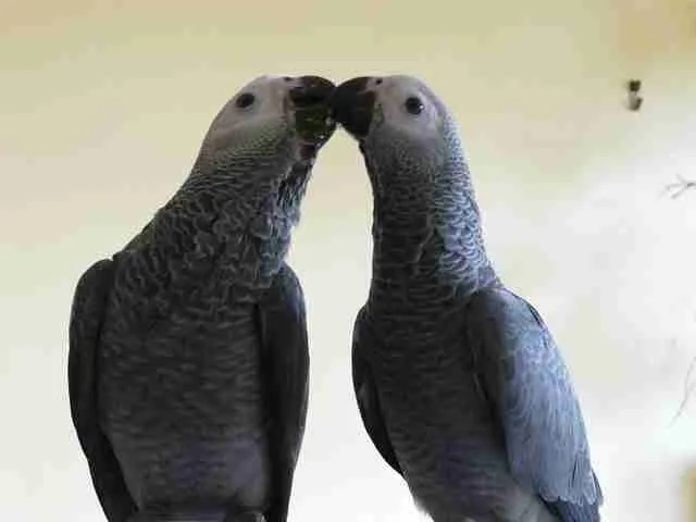 Jins + Jeni — Pair Congo African Grey parrot, captive-bred, Midland TX