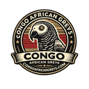 Congo African Greys
