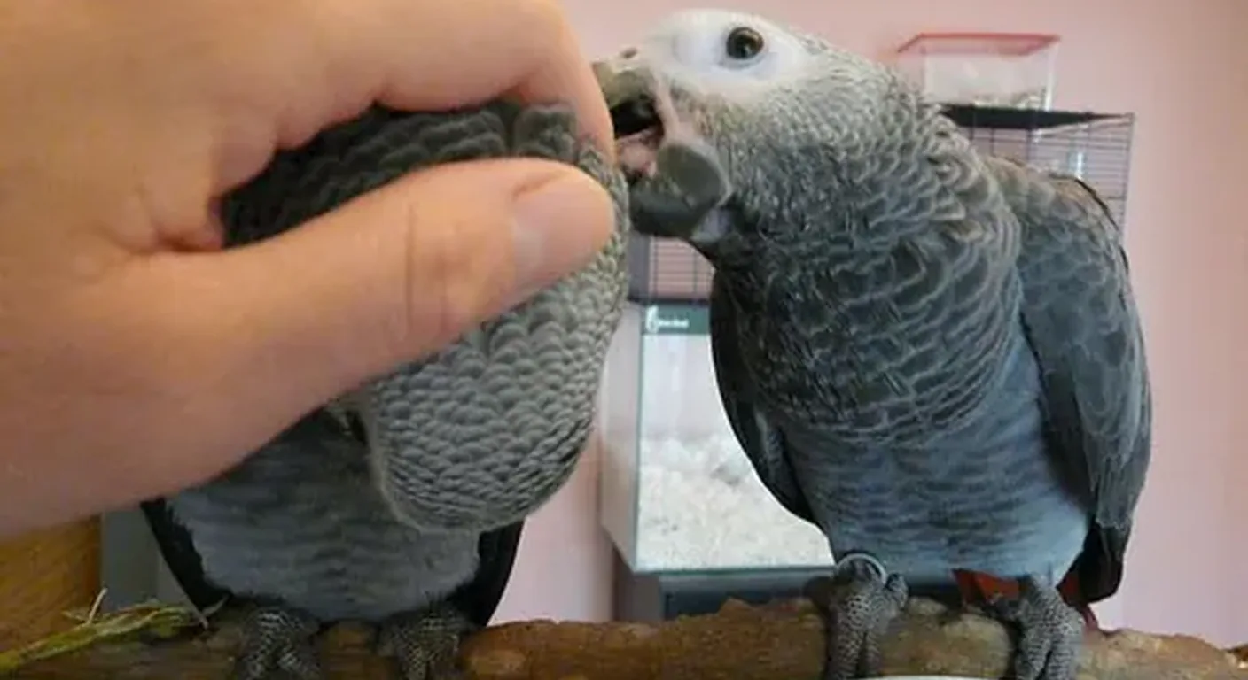 A vet-checked hand-raised African Grey at C.A.Gs, the kind of bird that leaves with a DNA-sexing certificate