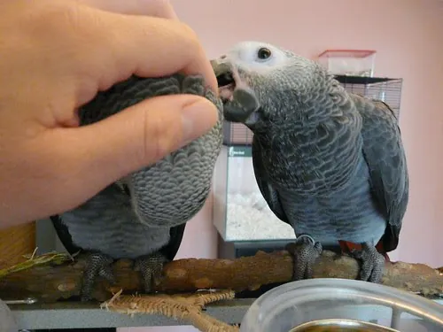 A vet-checked hand-raised African Grey at C.A.Gs, the kind of bird that leaves with a DNA-sexing certificate