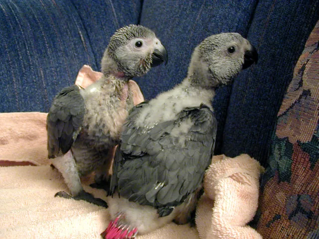 Two young hand-raised African Grey chicks side by side at the C.A.Gs nursery in Midland, TX, visually identical regardless of sex