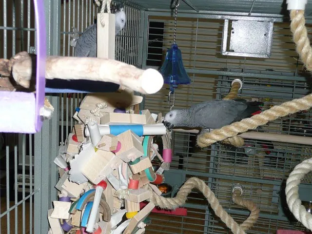 A young male and female African Grey settling in together inside their cage during the first weeks at home, both DNA-sexed captive-bred birds from C.A.Gs in Midland, TX