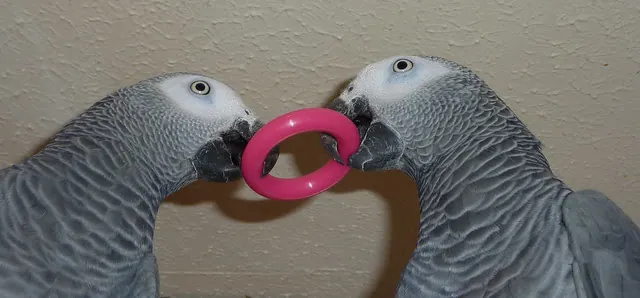 A male and a female hand-raised African Grey together at C.A.Gs in Midland, TX, both DNA-sexed with certificates in hand