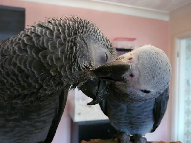 The relationship journey of a new African Grey and its owner over the first month — a hand-tame captive-bred Grey stepping up and bonding, sex making no difference to the adjustment arc