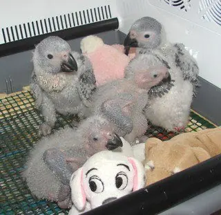 Playful hand-raised African Grey chicks at the C.A.Gs nursery in Midland, TX, males and females indistinguishable by sight