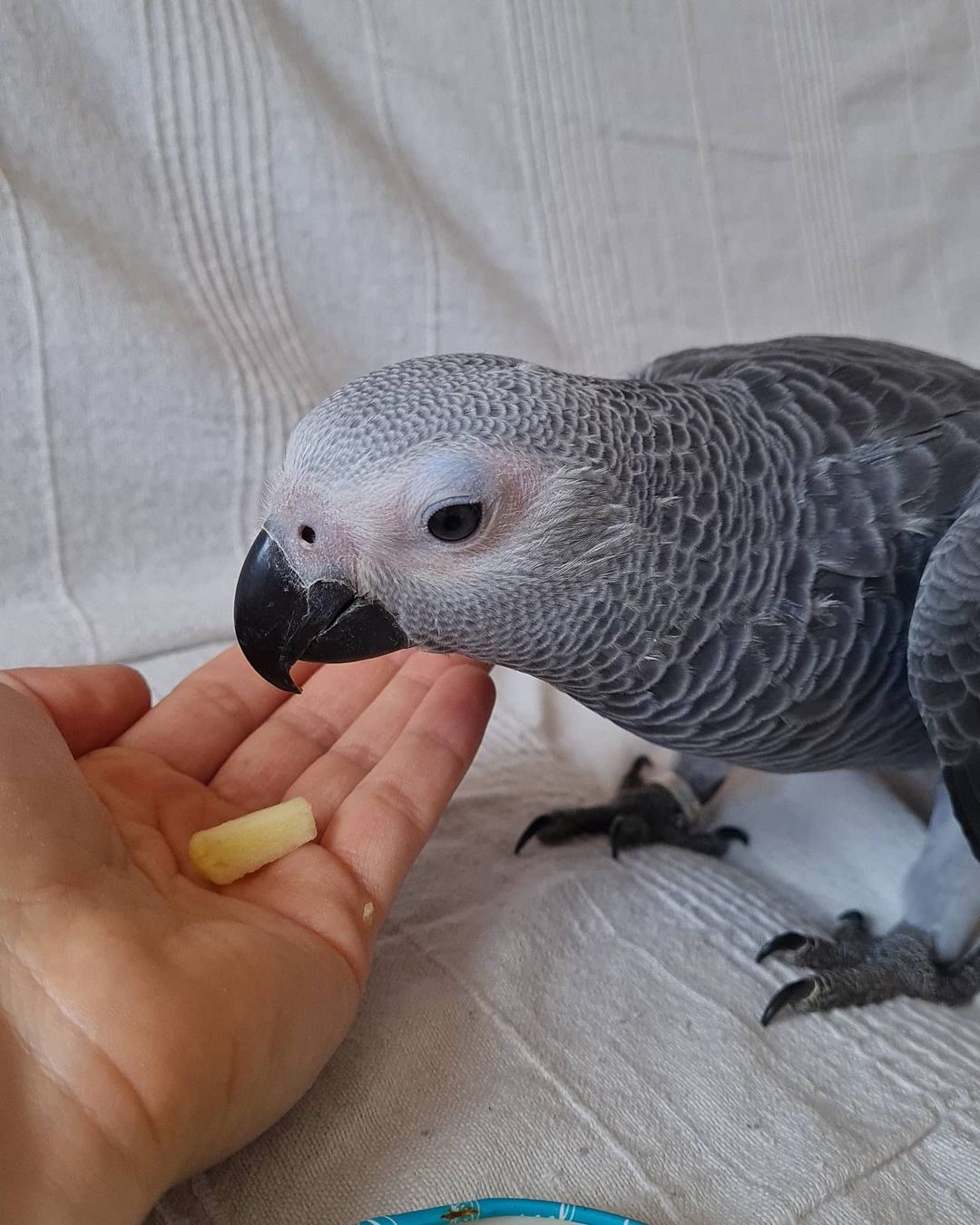 Roys — Male Congo African Grey parrot, captive-bred, Midland TX