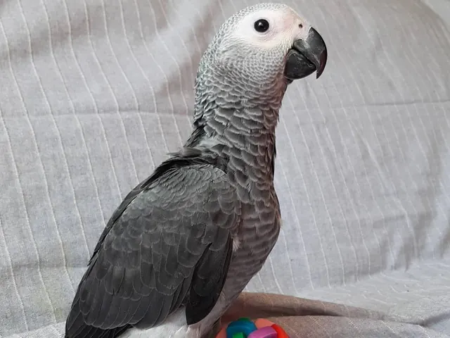 Roys, a tame young male Congo African Grey standing next to his toy ball