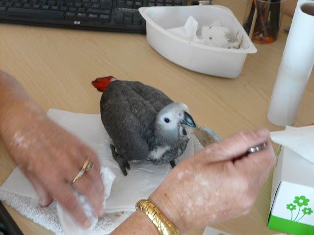 Hand-reared African Grey parrot baby being spoon-fed at C.A.Gs aviary
