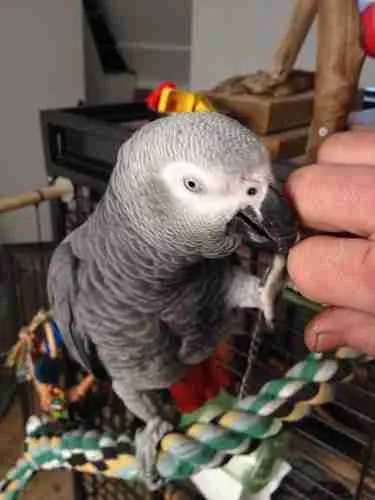 An African Grey bonding closely with a handler — how greys learn to talk