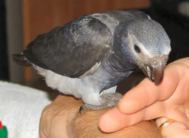 A fully hand-fed baby Timneh African Grey being raised at C.A.Gs before going home