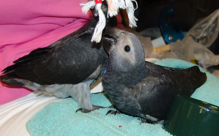 A pair of hand-raised Timneh African Grey chicks at the C.A.Gs nursery in Midland, TX