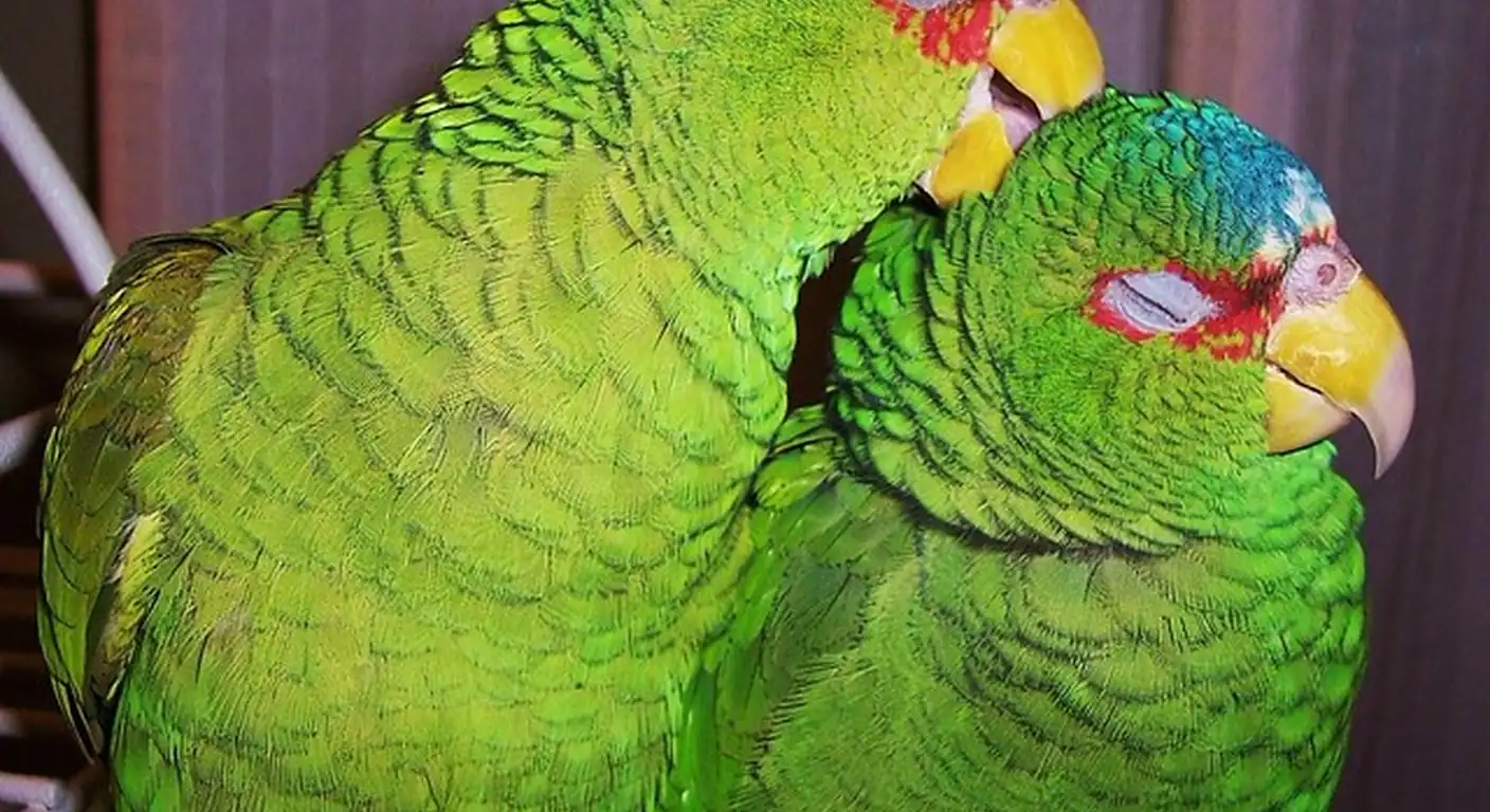 White-fronted Amazon parrot pair perched together, the sociable singers a Grey gets measured against