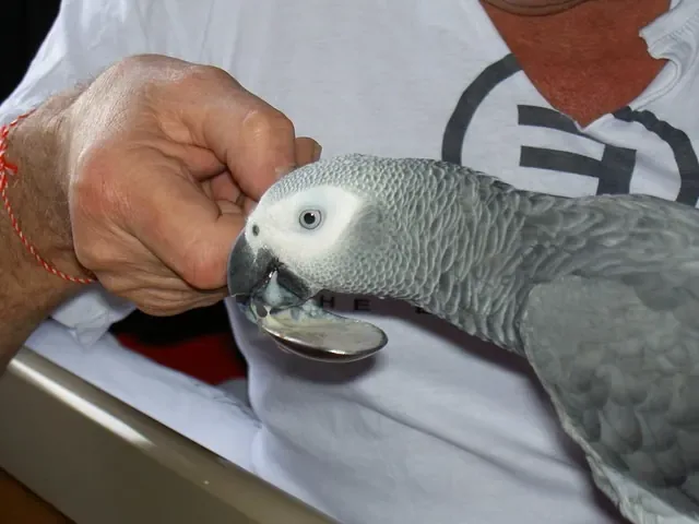 Mark and Teri Benjamin with a hand-raised Congo African Grey at C.A.Gs in Midland, Texas — a verifiable, USDA-licensed breeder
